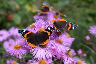 two red admiral butterflies on purple flowers
