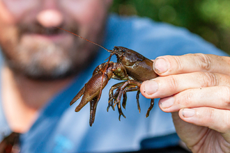 person holding white-clawed crayfish