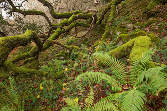 A bright green fern sprawls across the floor of a UK rainforest, with moss-coated trees in the background