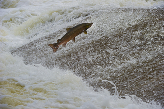 Leaping Salmon (c) Rob Jordan/2020VISION