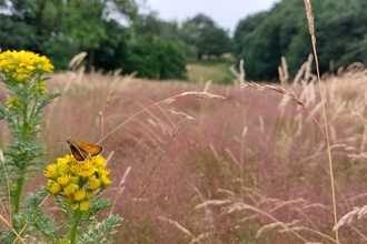 grasslands