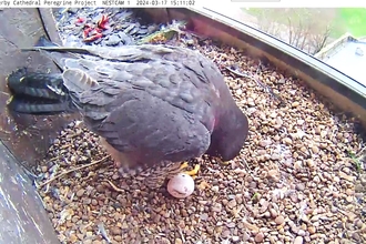 peregrine and egg