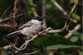 a willow tit perched on a branch