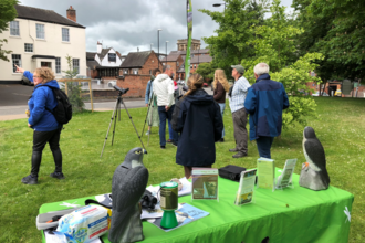 Peregrine Falcon watch point