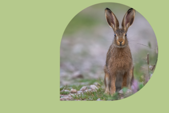 green background with teardrop image of a hare