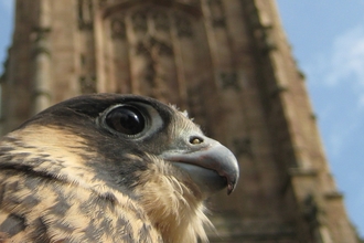 An image of a peregrine beneath Derby Cathedral