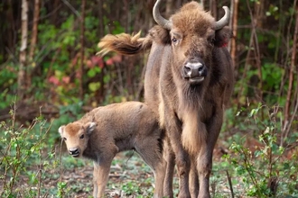 bison