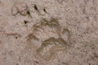 A badger's footprint in a patch of mud, with five toes around an oblong pad