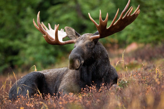 an elk with impressive antlers lay down with green trees in the background