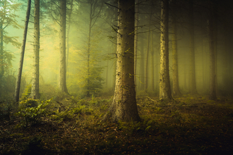 a photograph of a forest with low light