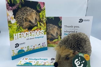 A hedgehog information booklet, adoption certificate, bookmark, and hedgehog cuddly toy