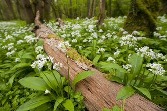 A forest floor full of wild garlic with their flowers in bloom and a fallen tree trunk splitting the photograph