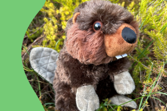 a cuddly beaver teddy in heather