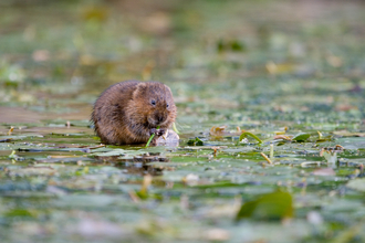 a water vole eating grass