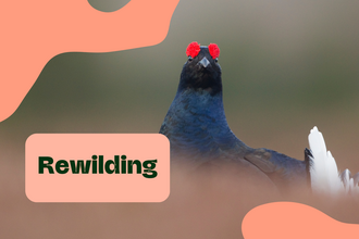 rewilding title with an image of a black grouse