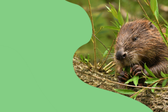 a beaver and a log