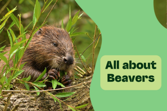 All about Beavers