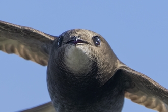 a close up of a swift flying, facing the camera