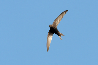 A photograph of a swift flying overhead with a blue sky