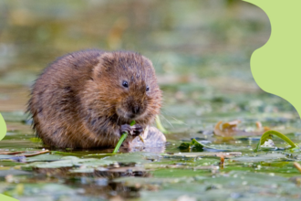 a water vole eating reeds with green shapes in each corner