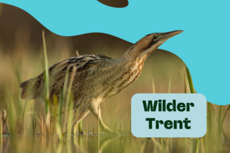 Wilder Trent in a text box over an image of a bittern