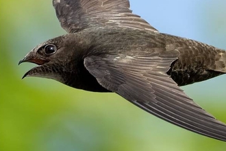 Close up of a swift flying