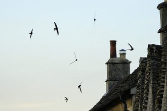 A group of swifts flying together over roofs 
