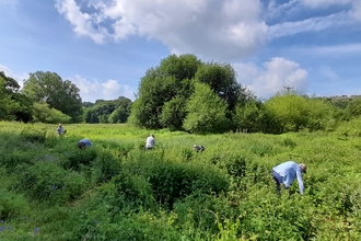 DLF volunteers pulling out himalayan balsam at Wyver Lane