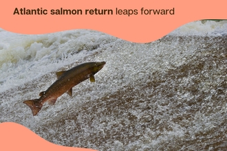 salmon leaping