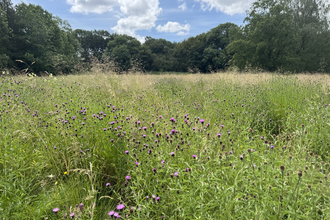 A meadow at Allestree Park