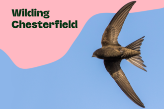 Wilding Chesterfield text with a swift flying
