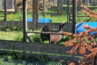 black grouse inside a pen