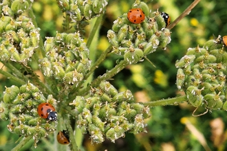 Ladybirds feeding on aphids on dying flowerheads