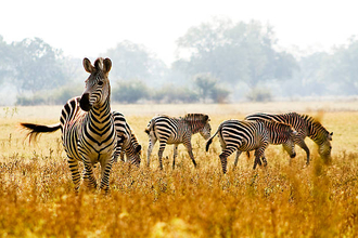 five zebras in a long brown grass