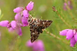 a yellow underwing perched on a flower