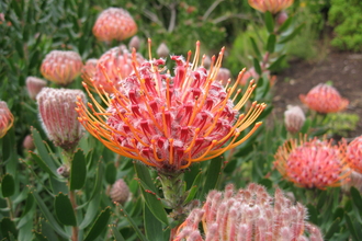 a picture of a red and orange african flower