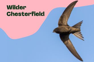 Wilder Chesterfield title with a swift flying