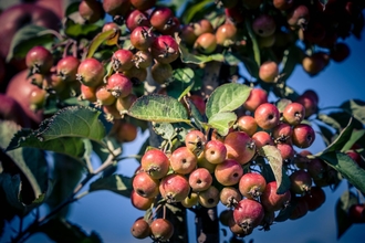Crab apple tree