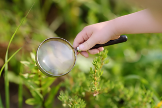 Plants viewed through a magnifying glass