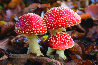 three mushrooms in a bed of leaves