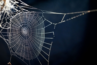 Spiders web