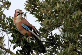 a jay sat in a tree