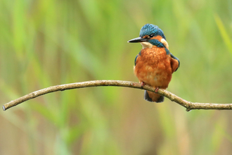 Kingfisher