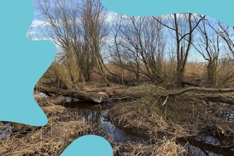 Beaver activity Willington Wetlands