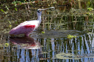 a spoonbill in a florida waterway