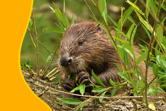 a beaver eating leaves