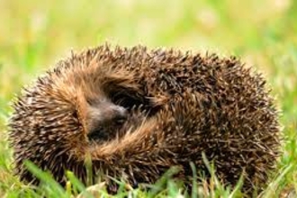 Hedgehog in a ball