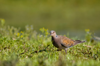 Turtle dove walking in grass