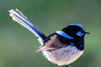 a fairy wren perched on a post