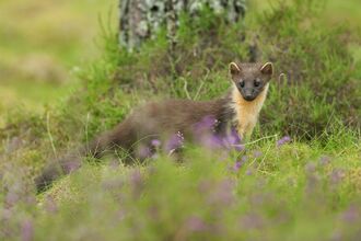 Pine Marten 